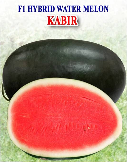 Hybrid Water Melon ( Kabir)